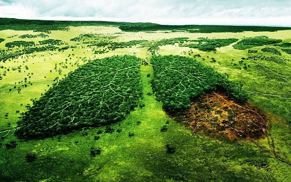 Nature et Zen soutient l'association Cœur de Forêt